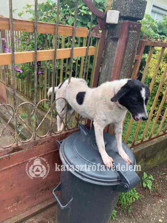 Kutyát mentettek a tűzoltók