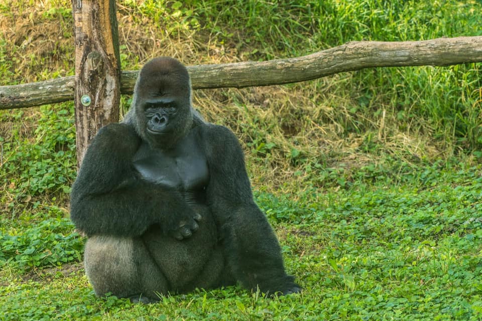 Életmentő műtétet hajtottak végre a Nyíregyházi Állatpark gorilláján