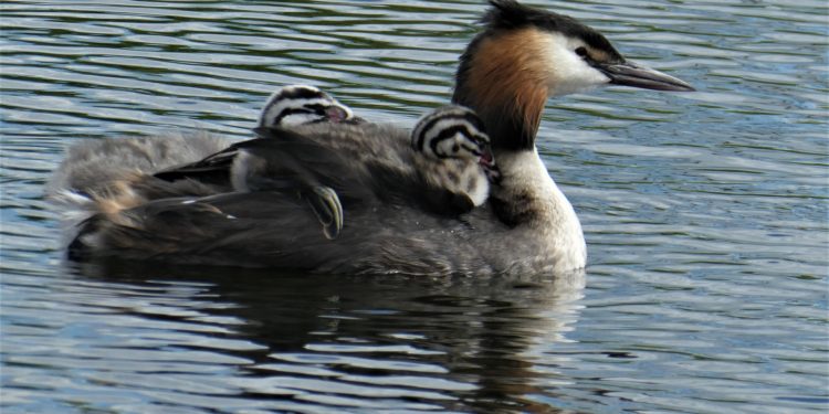 Ne etessék a vizimadarakat!