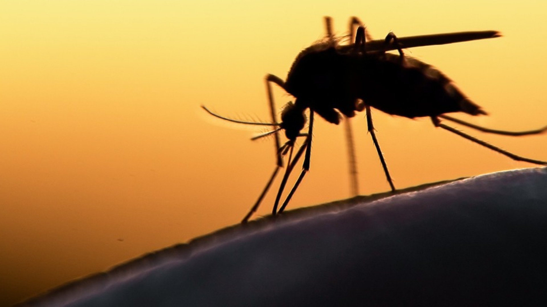 Egyre több a szúnyog megyénkben is