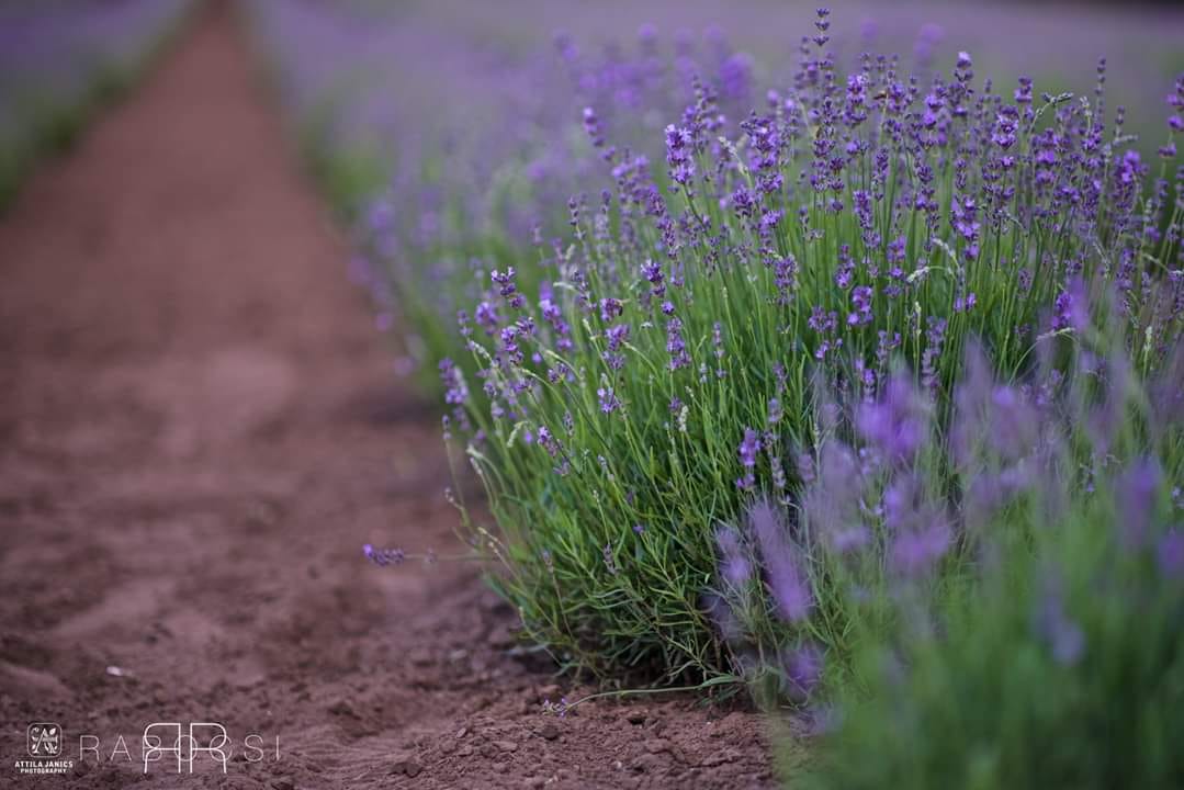 Elkezdődött a levendulaszüret Nyíregyházához közel
