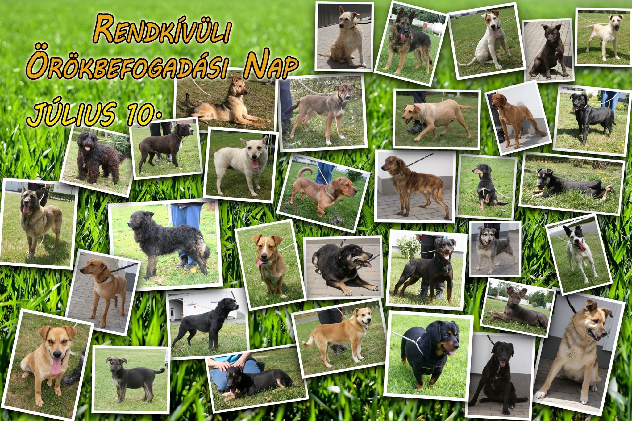 Rendkívüli Örökbefogadási Napot szerveznek városunkban