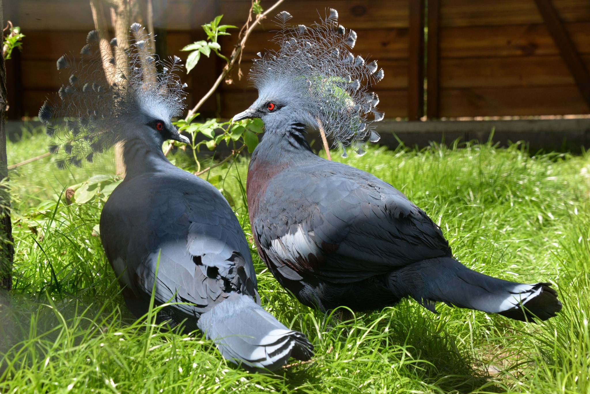 Jól érzik magukat a galambok a Nyíregyházi Állatparkban