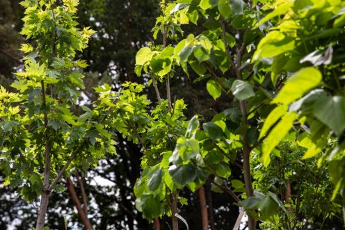 Zöldülnek a hazai, köztük a megyei kistelepülések is