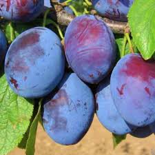  Idén megyénkben is kevesebb lesz a szilva