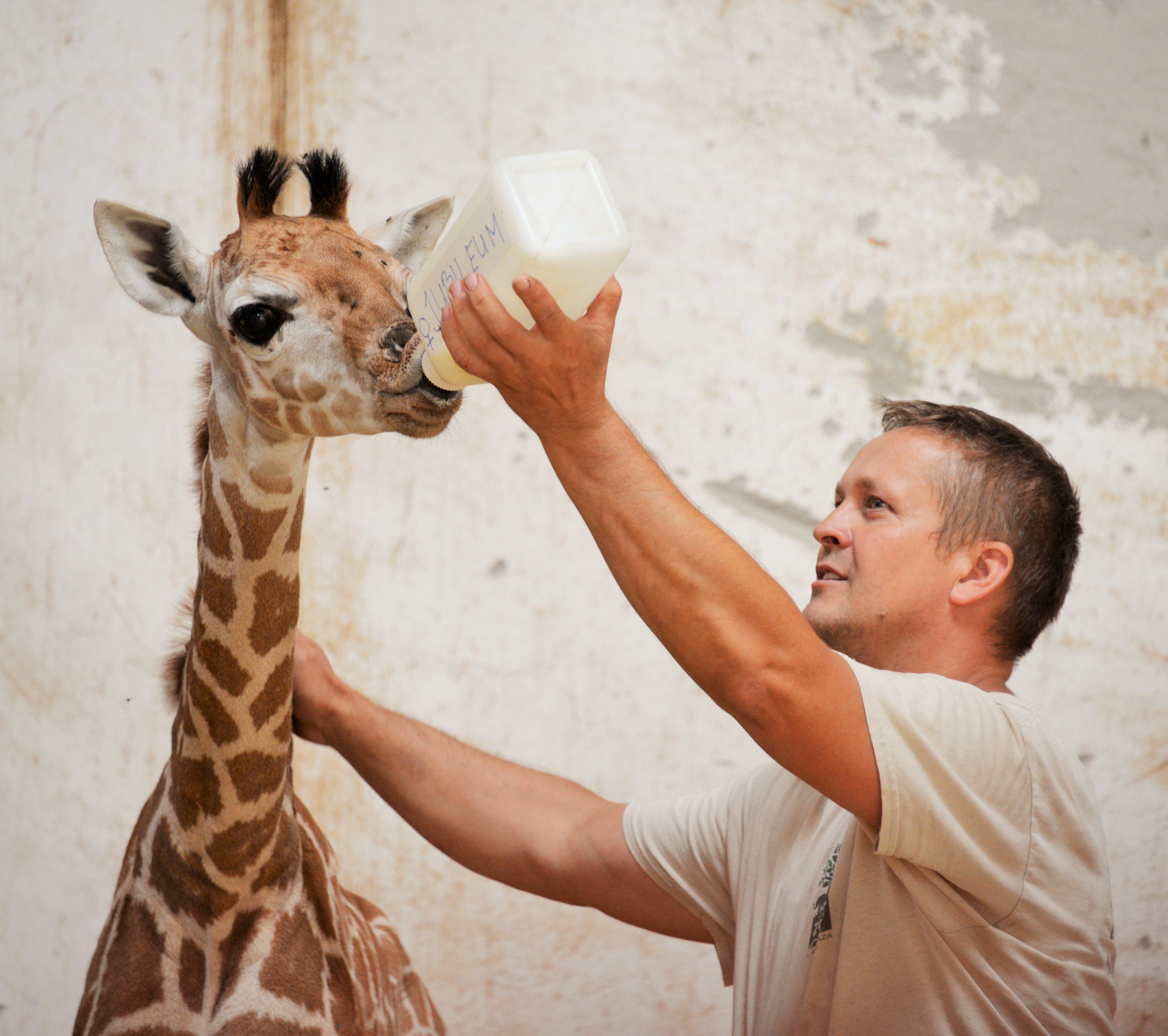 Kis zsiráf született a Nyíregyházi Állatparkban