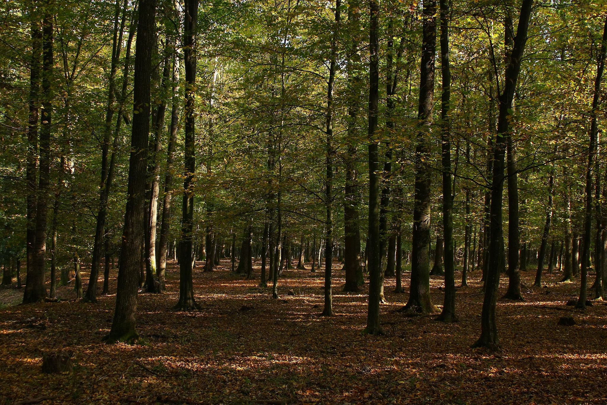 Kedvez az időjárás a kullancsok szaporodásának