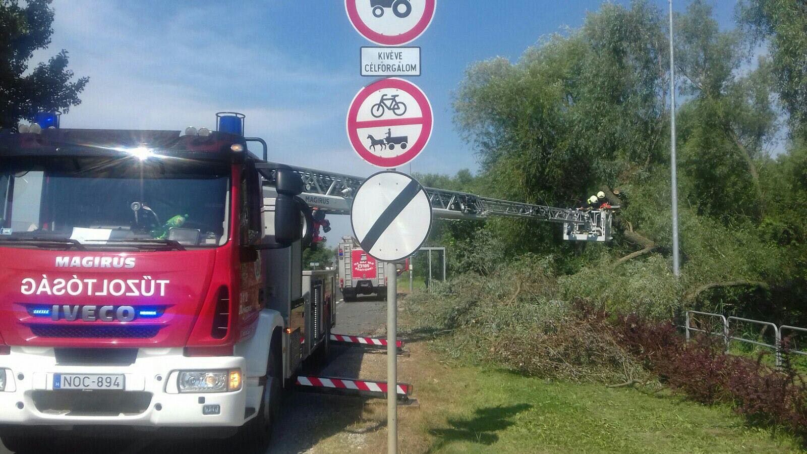 Veszélyes fát gallyaztak a tűzoltók