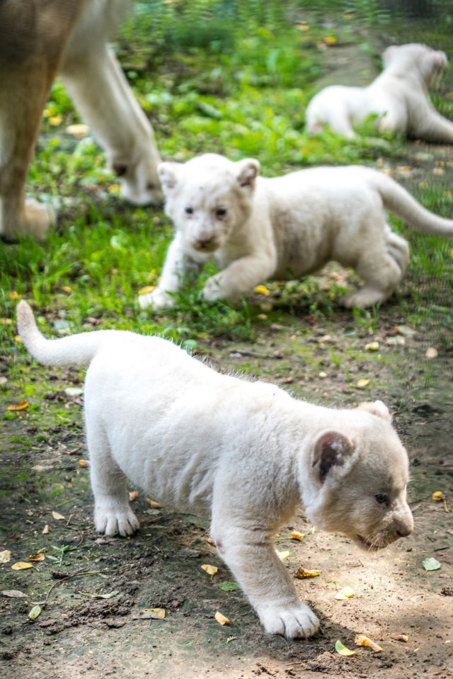 Várják a név javaslatokat az állatpark új kedvenceinek