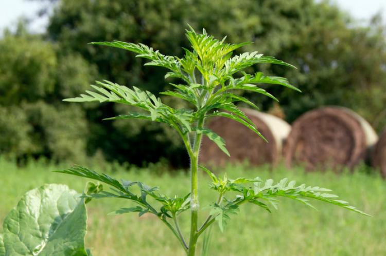 A parlagfűvel fertőzött területek légi felderítése zajlik a megyében