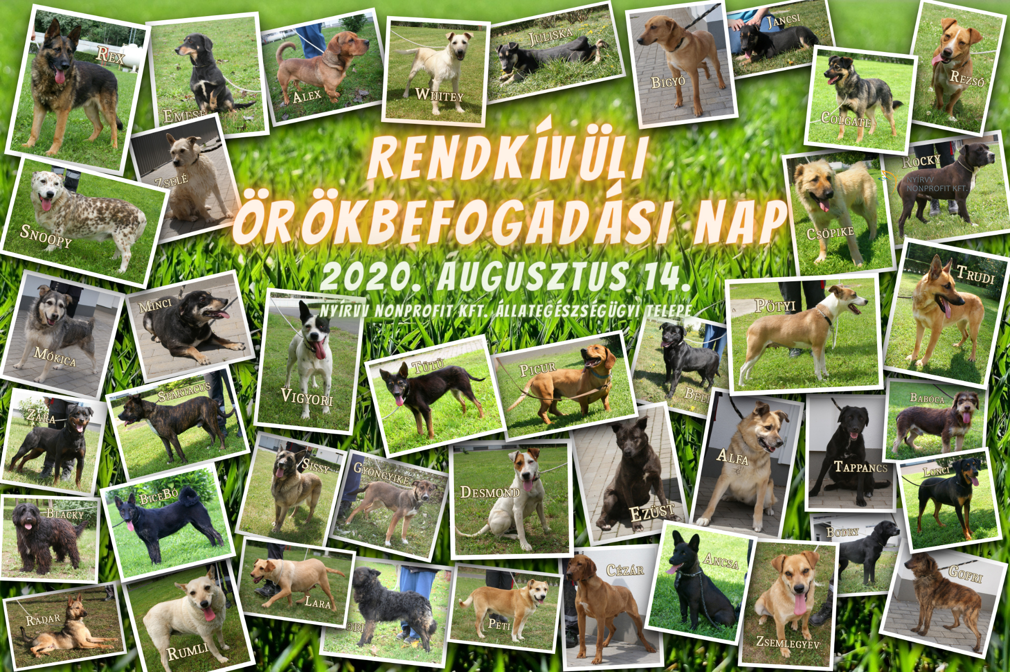 Rendkívüli Örökbefogadási Nap lesz Nyíregyházán