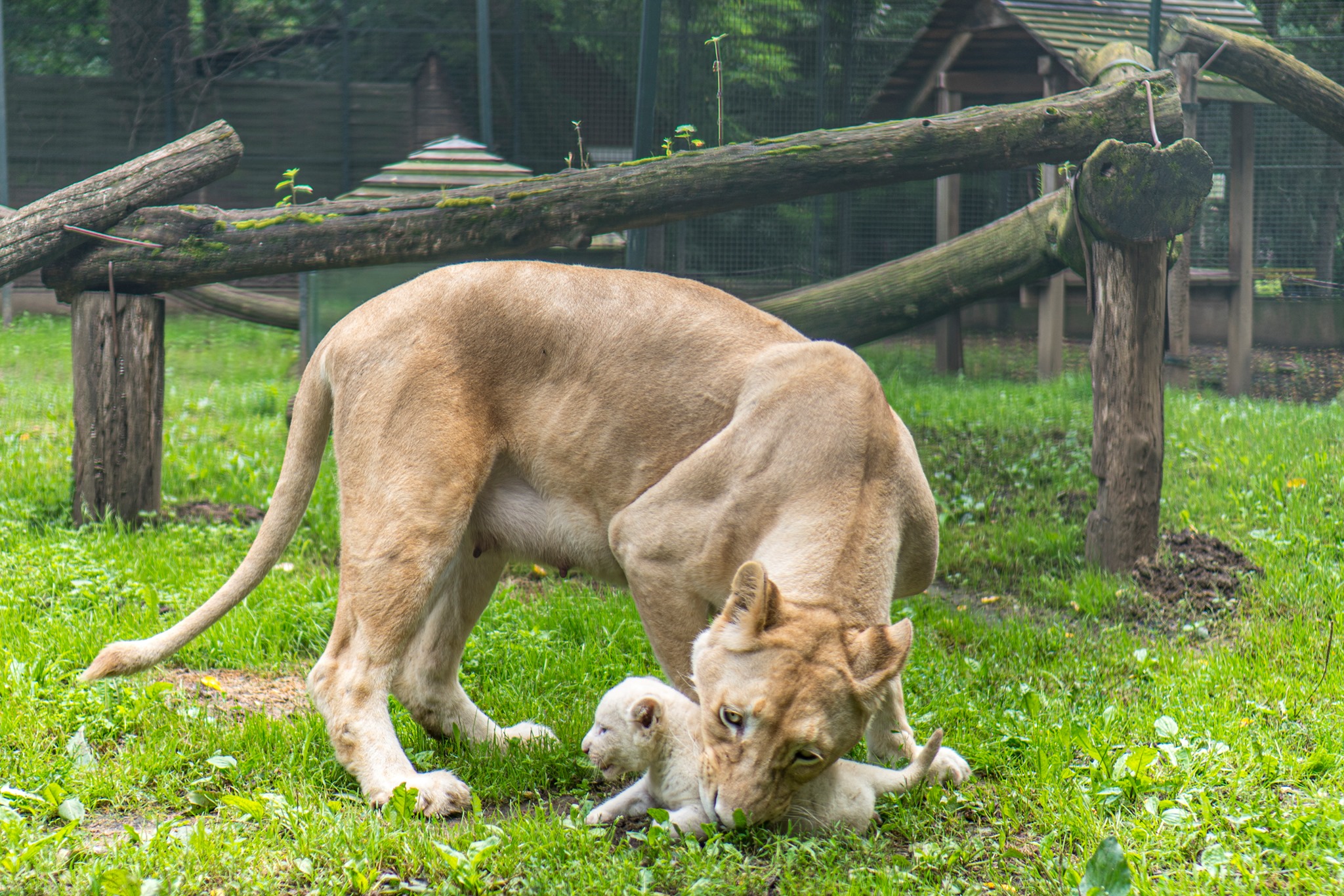 Ma van az Oroszlánok Világnapja