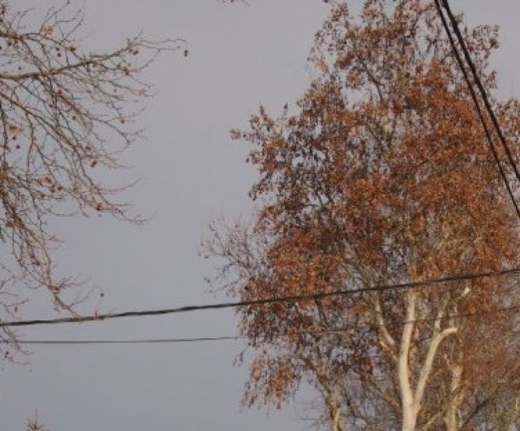 Favágási munkálatok lesznek az Óvoda utcán