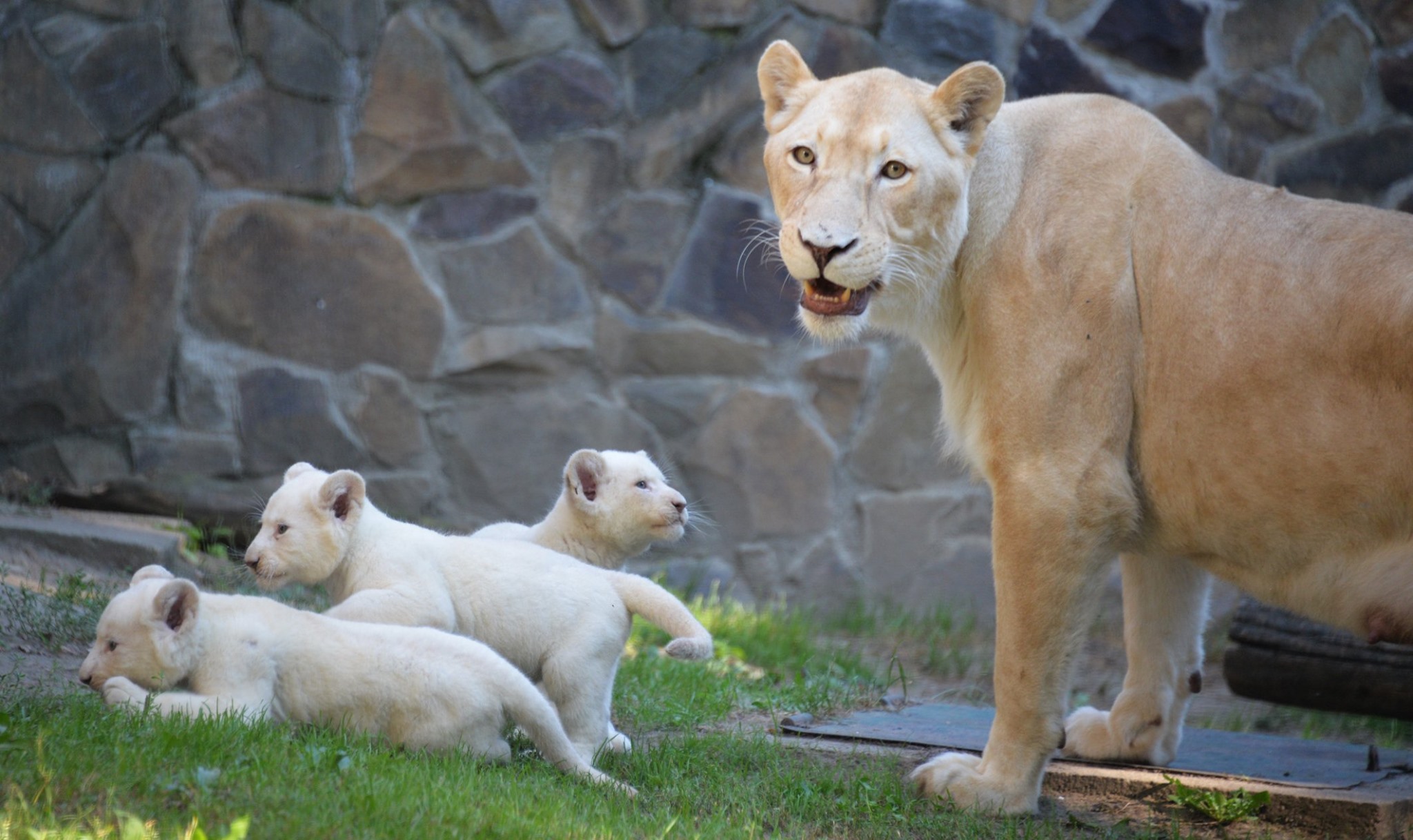 Nevet kaptak a Nyíregyházi Állatpark fehér oroszlánkölykei