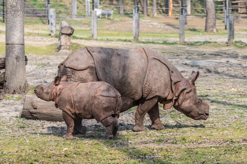 Szegedre költözött a nyíregyházi rinocérosz baby