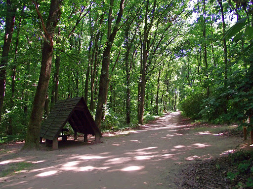 Munkavégzés kezdődik a Sóstói-erdőben