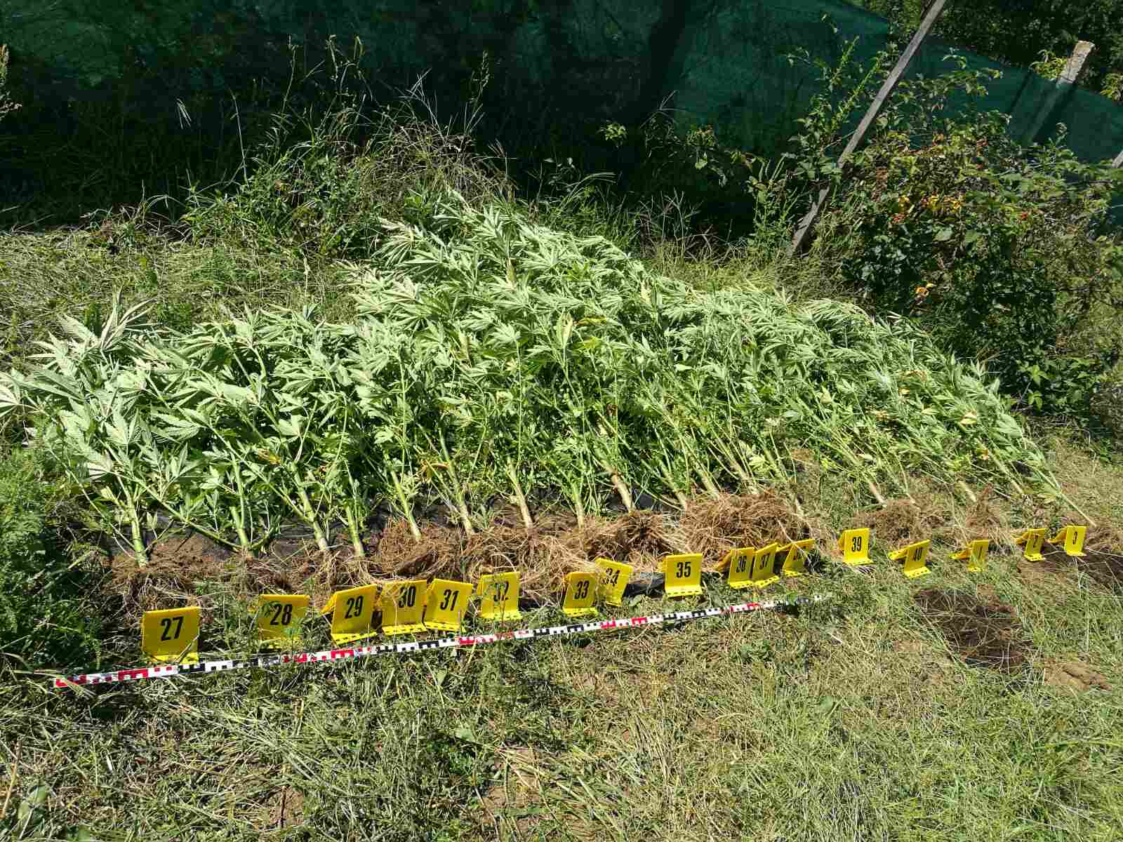 89 tő cannabist foglaltak le a nyíregyházi nyomozók