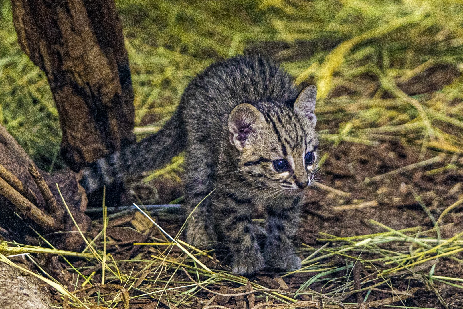 Igazi ritkaság született a Nyíregyházi Állatparkban