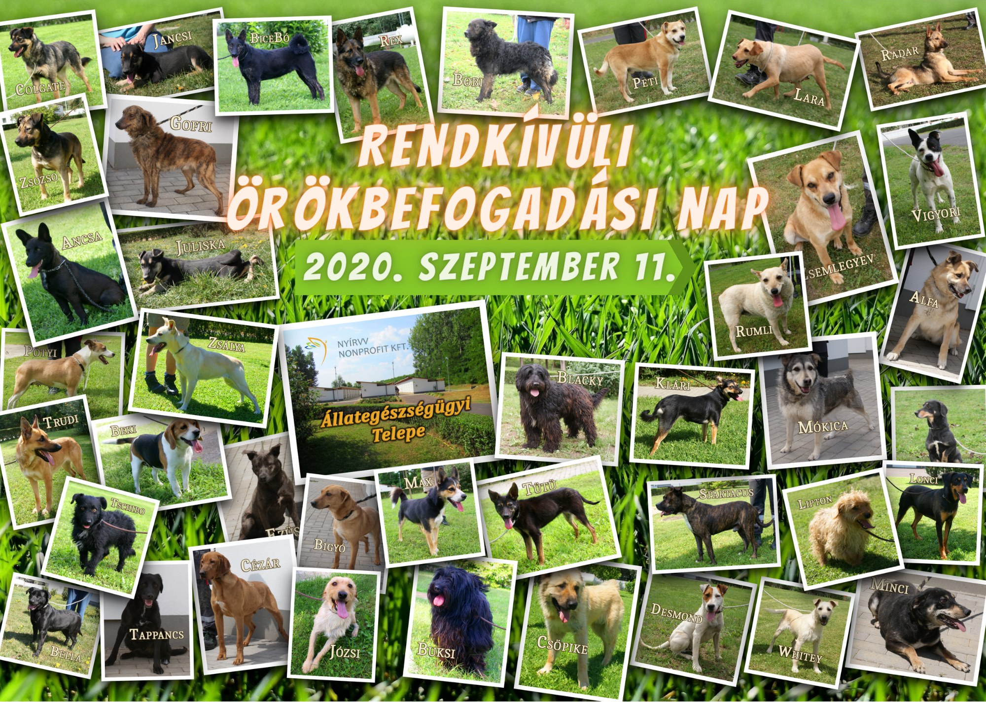 Örökbefogadásra buzdítanak Nyíregyházán