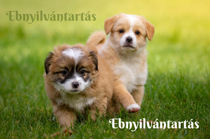 Ebnyilvántartásra hívják fel a nyíregyháziak figyelmét