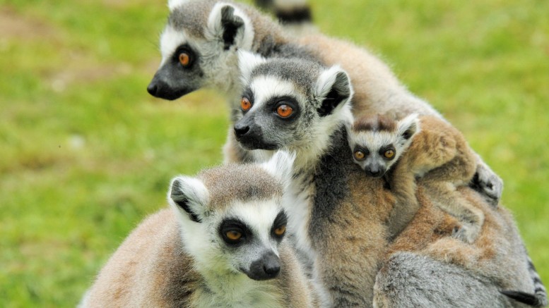 Már téliesítenek a Nyíregyházi Állatparkban 