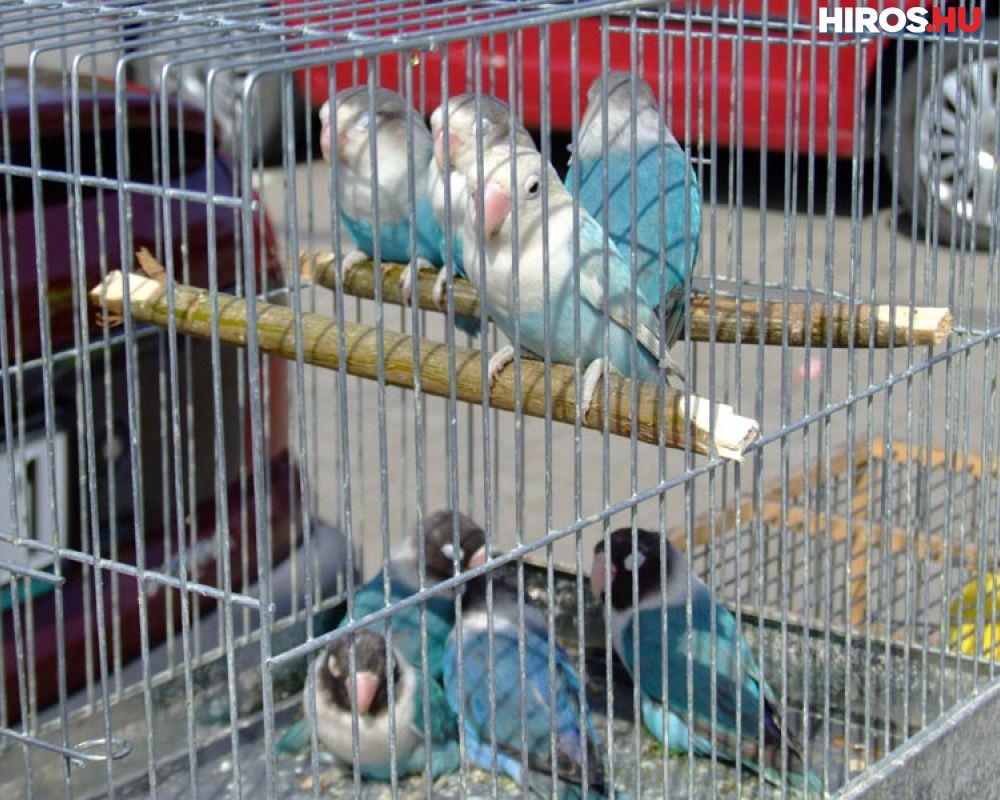 A család kedvence is ott lehet a hétvégi kisállatbörzén