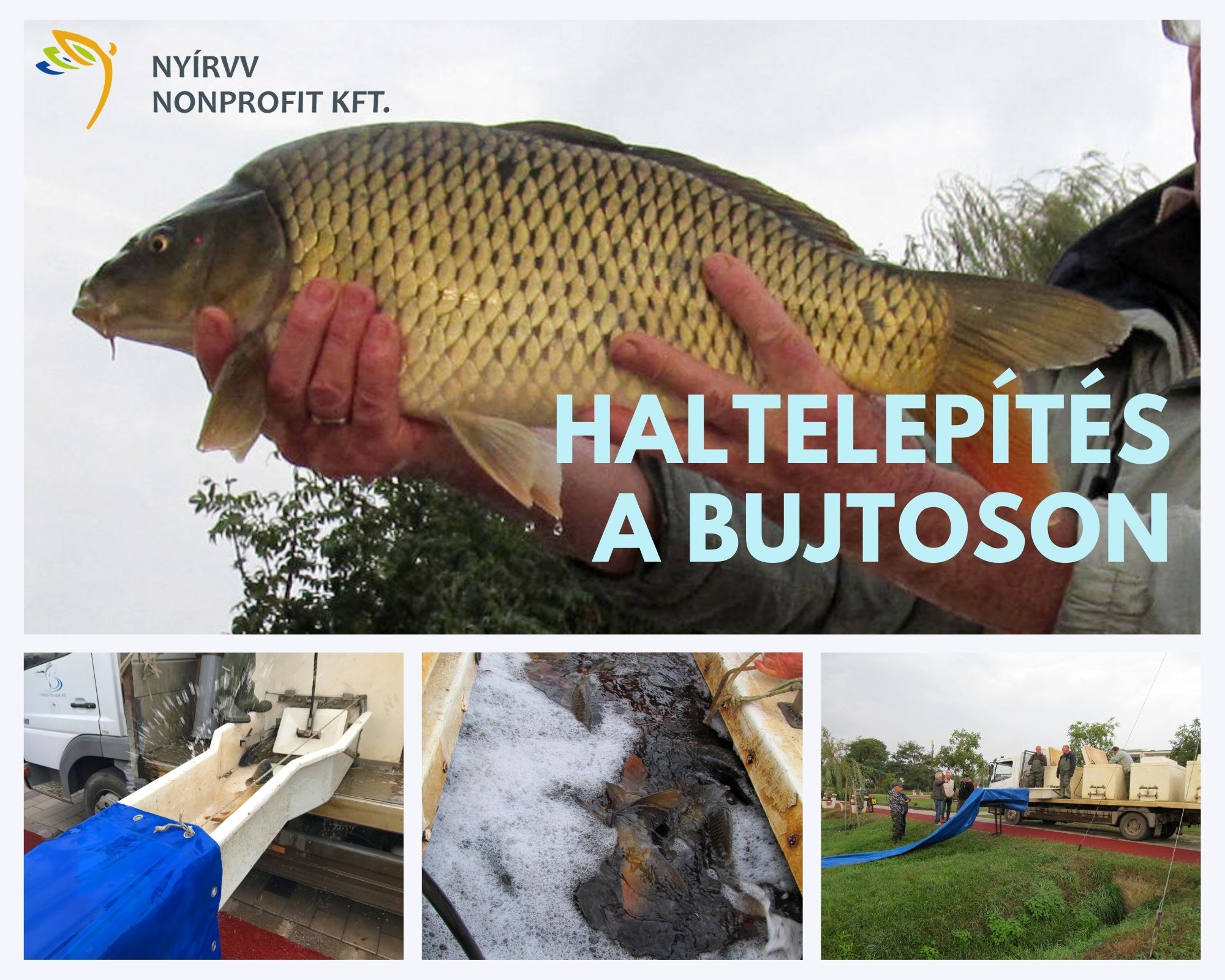 Több mint 1000 kg ponty került a Bujtosi-tóba