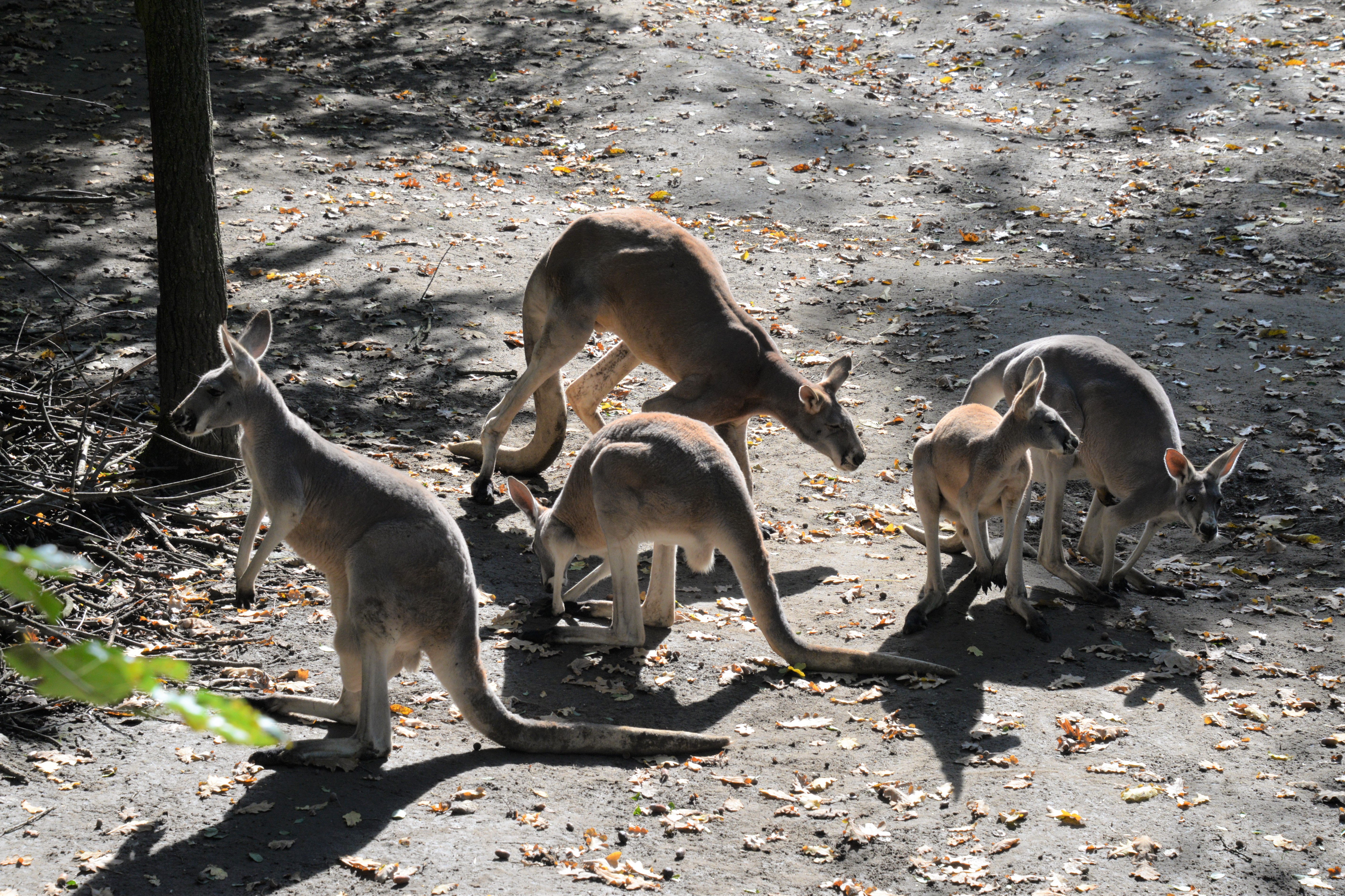 Kengurukölyköket is láthatnak a Nyíregyházi Állatpark látogatói