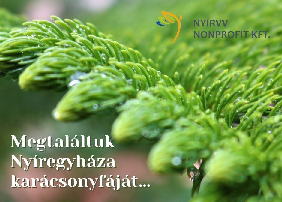 Megtalálták Nyíregyháza Karácsonyfáját