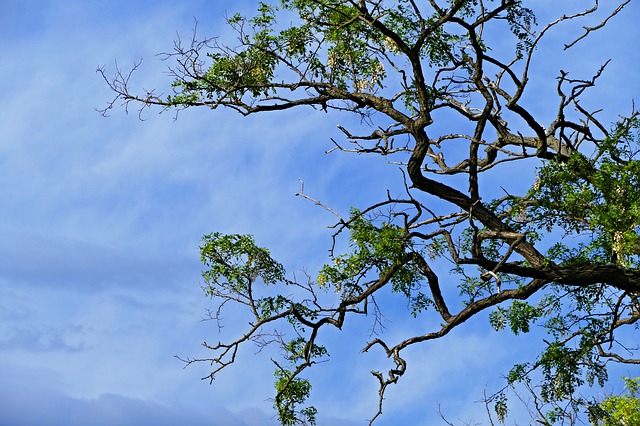 Fa dőlt egy férfira Piricsén