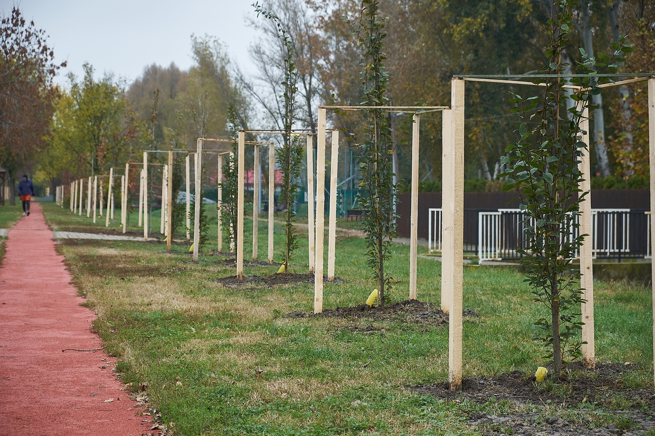 Több fát ültettek el Sóstón