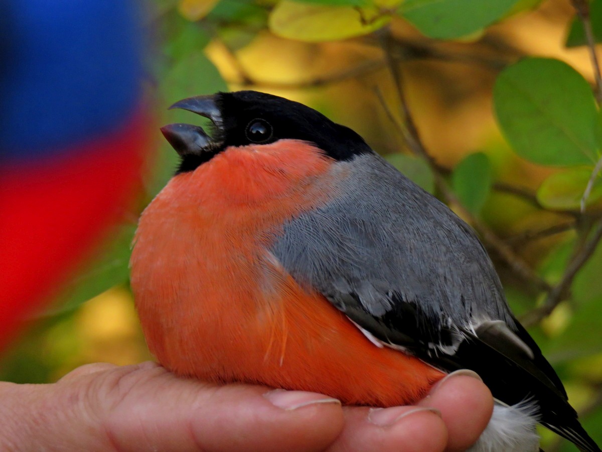Őszi madártalálka a Szelkó-tónál