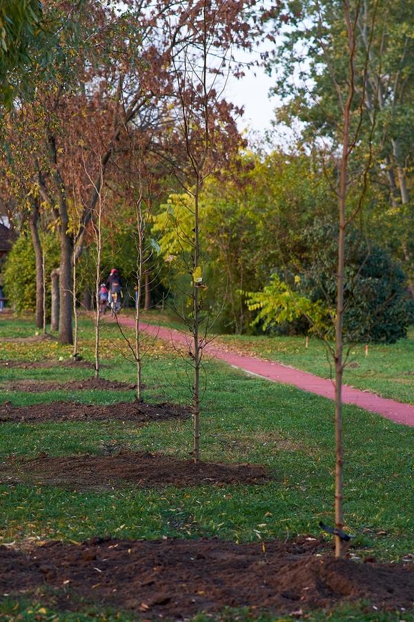 190 fát ültetnek el Sóstón 