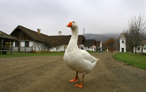 Márton-napi vigasságok lesznek a Sóstói Múzeumfaluban  