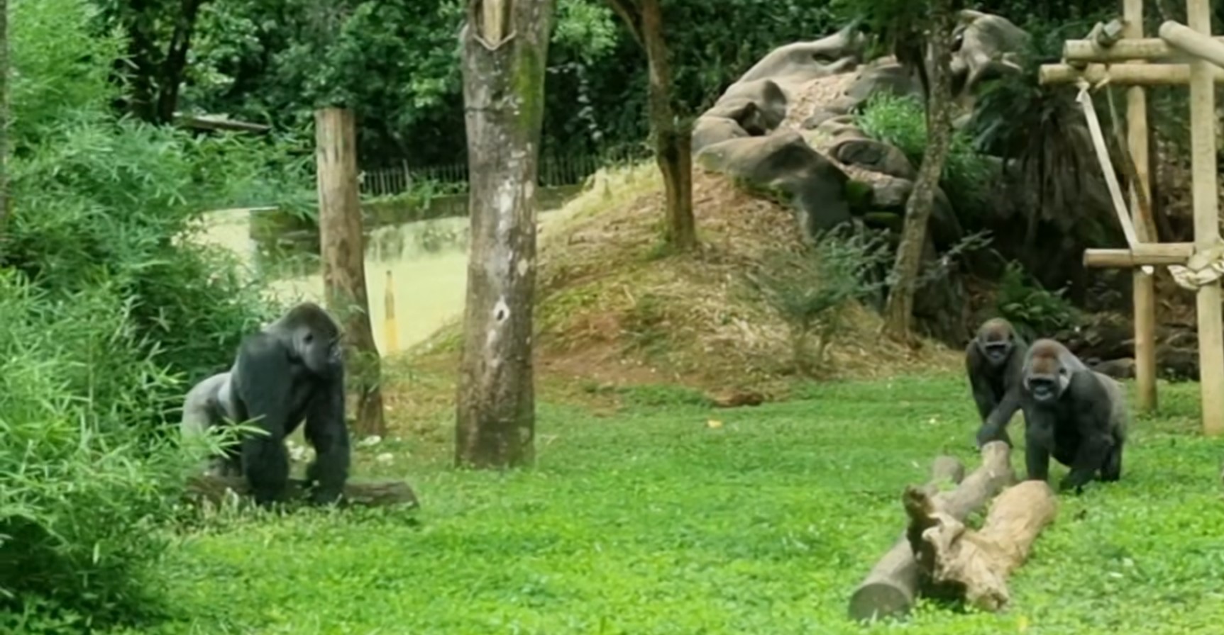 Gorilla szerelem határok nélkül