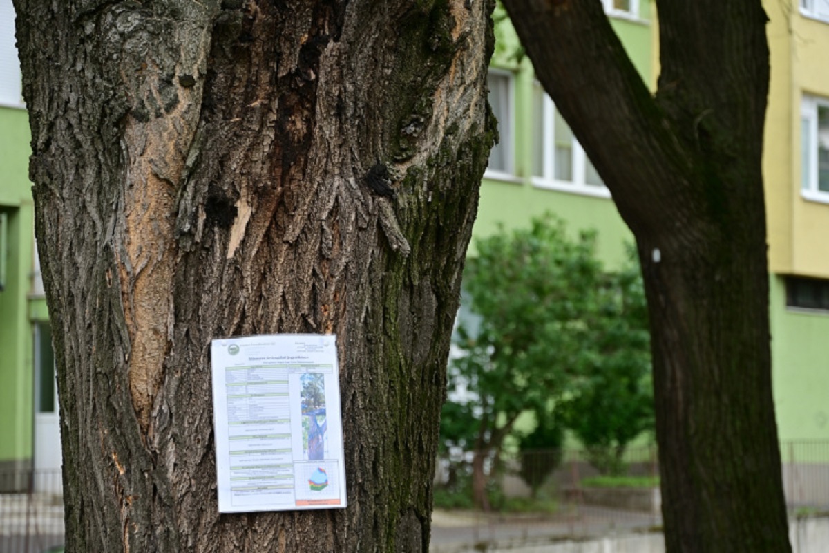 Megkezdődött a védett fasorok veszélyes fáinak kivágása Nyíregyházán