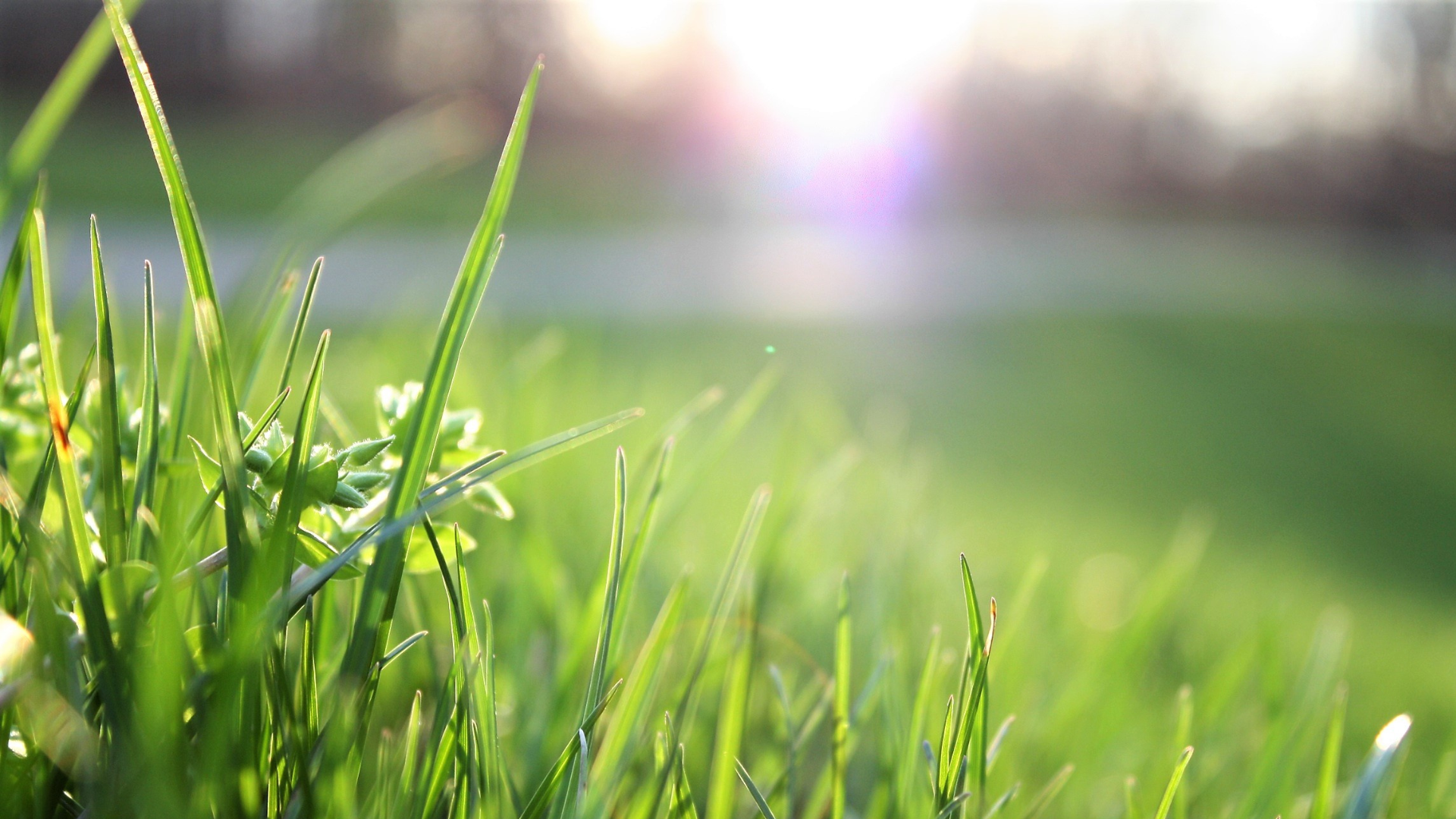 Most van a csúcson a parlagfűszezon