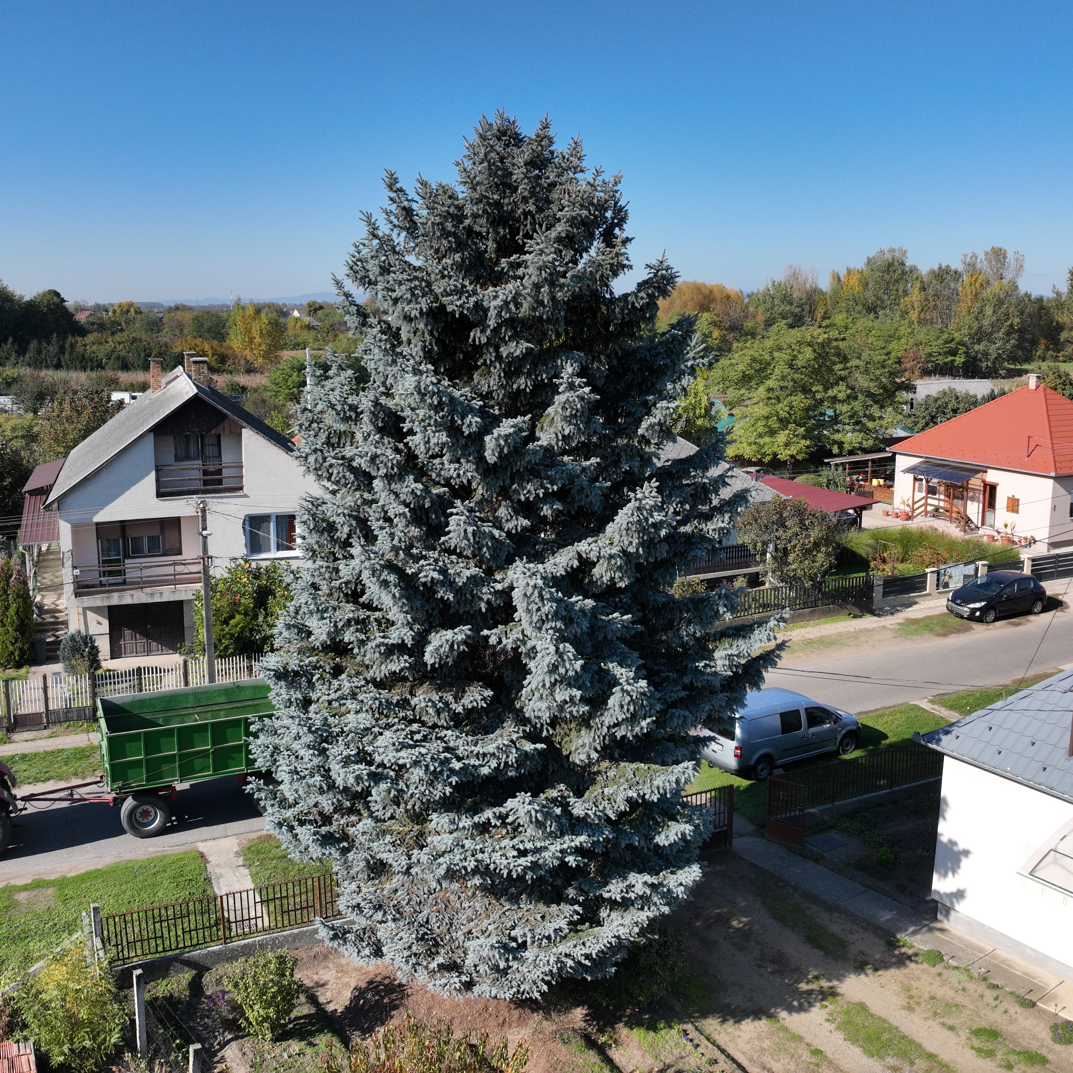 Ibrányból érkezik az ország idei karácsonyfája a fővárosba