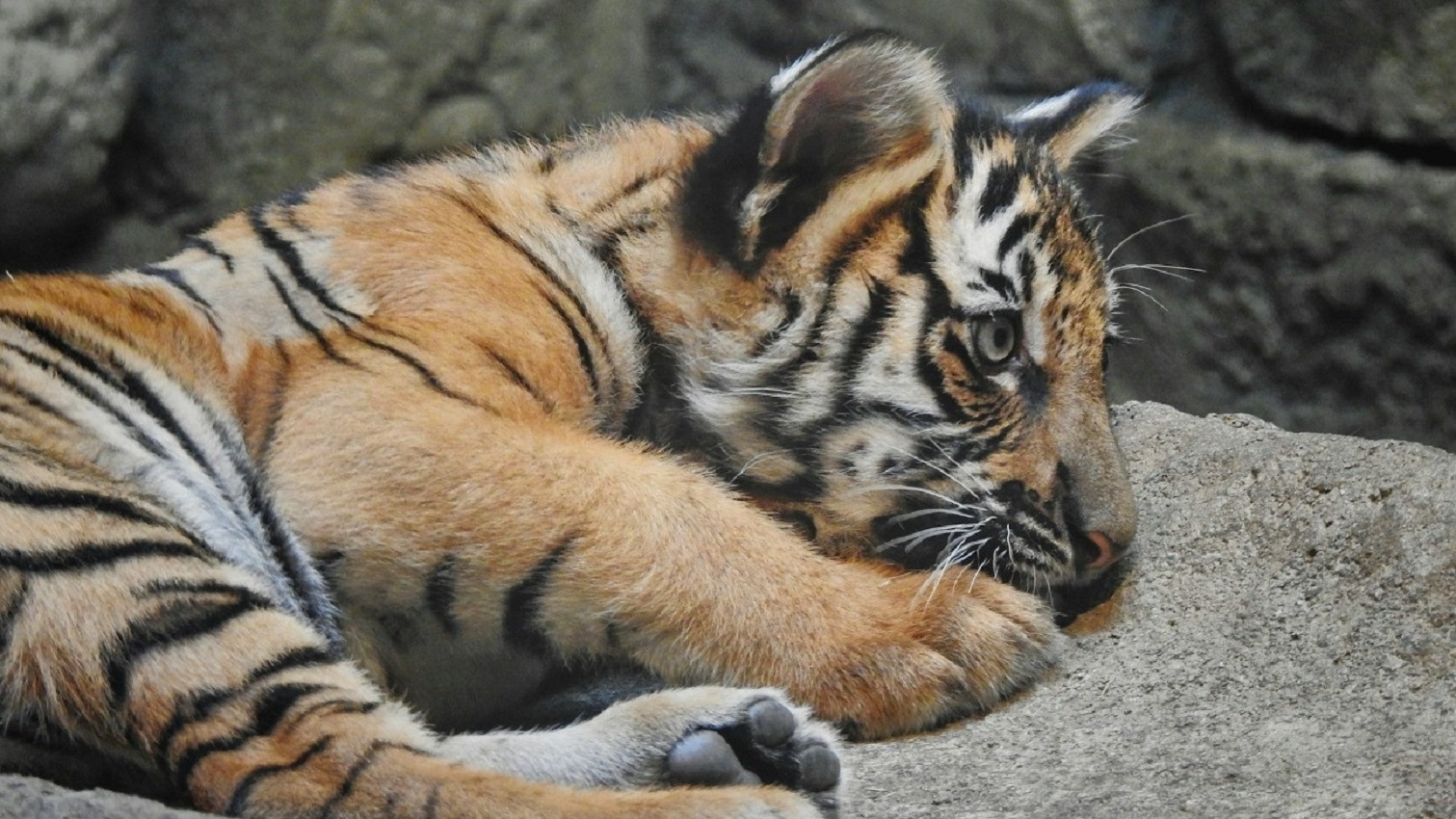 Tigriskölyköt találtak a készenléti rendőrök egy razzia során