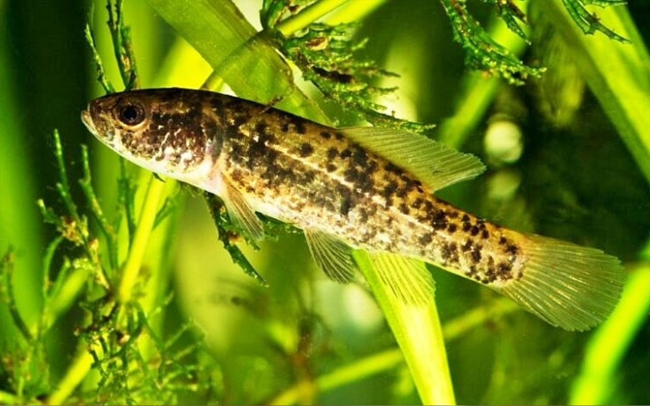 Beregi siker: visszatért a lápi póc