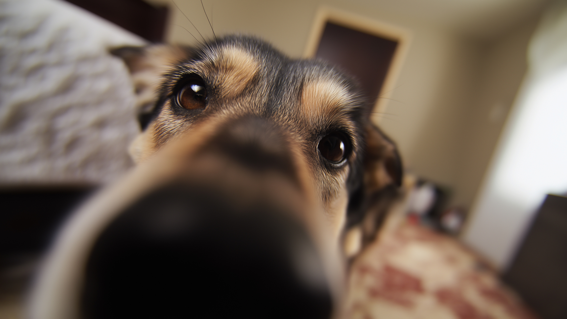 Csökkenthető a tűzijáték miatti stressz a kutyáknál szilveszterkor