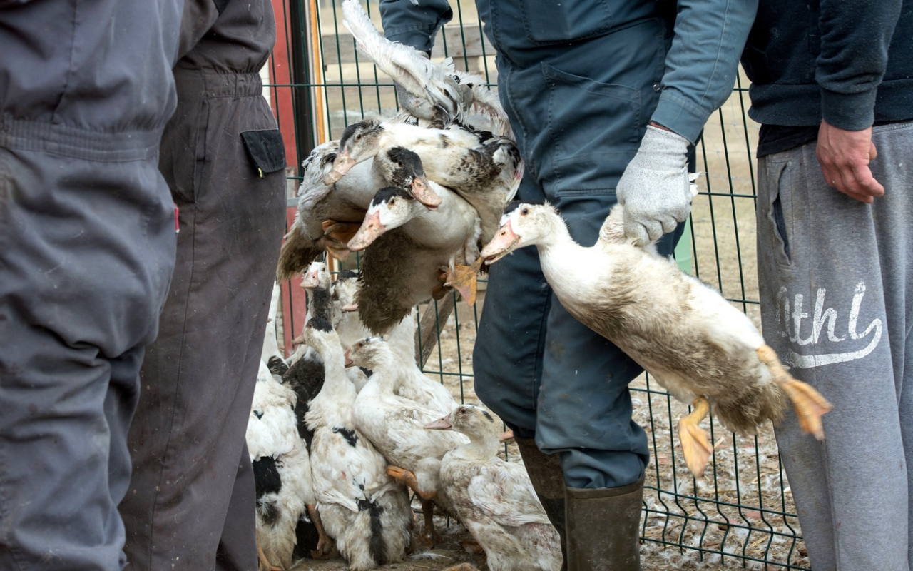 Feloldották a madárinfluenza miatti intézkedéseket