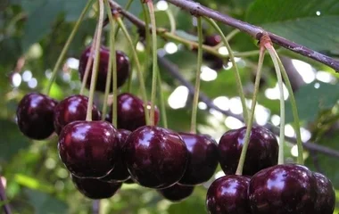 Kevesebb meggy terem Szabolcsban