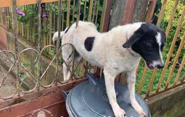 Kutyát mentettek a tűzoltók