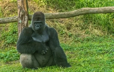 Életmentő műtétet hajtottak végre a Nyíregyházi Állatpark gorilláján