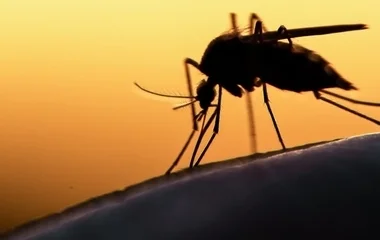 Egyre több a szúnyog megyénkben is