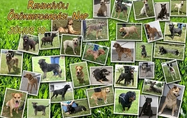 Rendkívüli Örökbefogadási Napot szerveznek városunkban