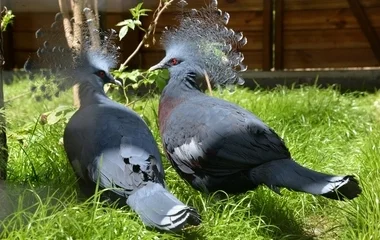 Jól érzik magukat a galambok a Nyíregyházi Állatparkban