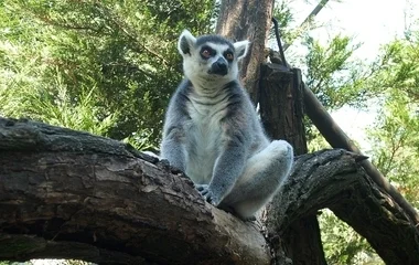 Állatok közé engedik a gyerekeket a Zoo-suliban