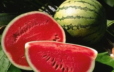 Hamarosan a magyar görögdinnyéből válogathatunk az üzletekben és a piacokon